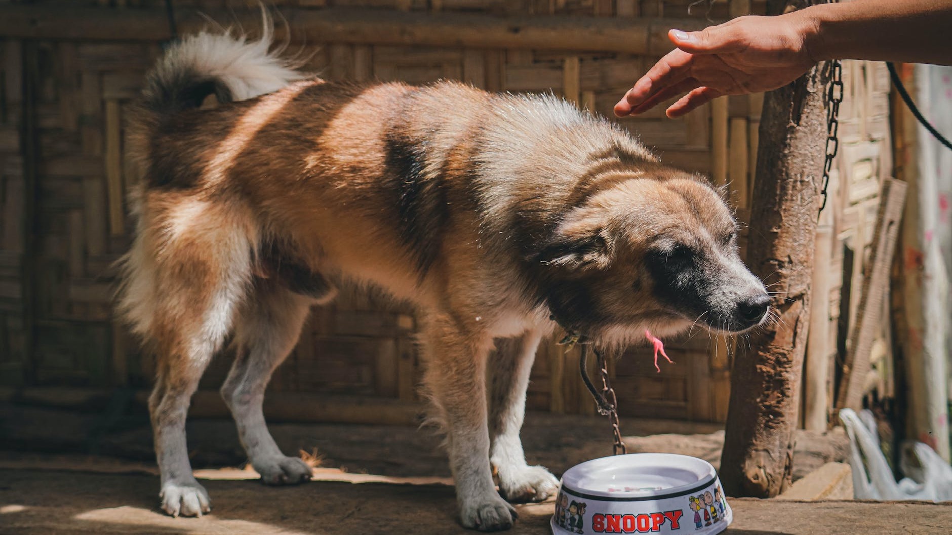 Dog with a food plate and a hand reaching out to stroke it